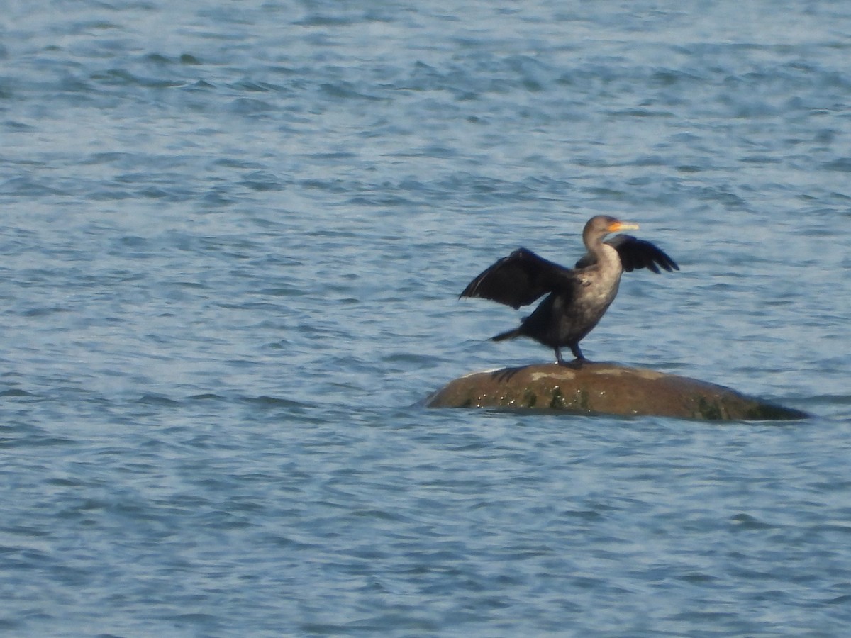 Double-crested Cormorant - ML643011444