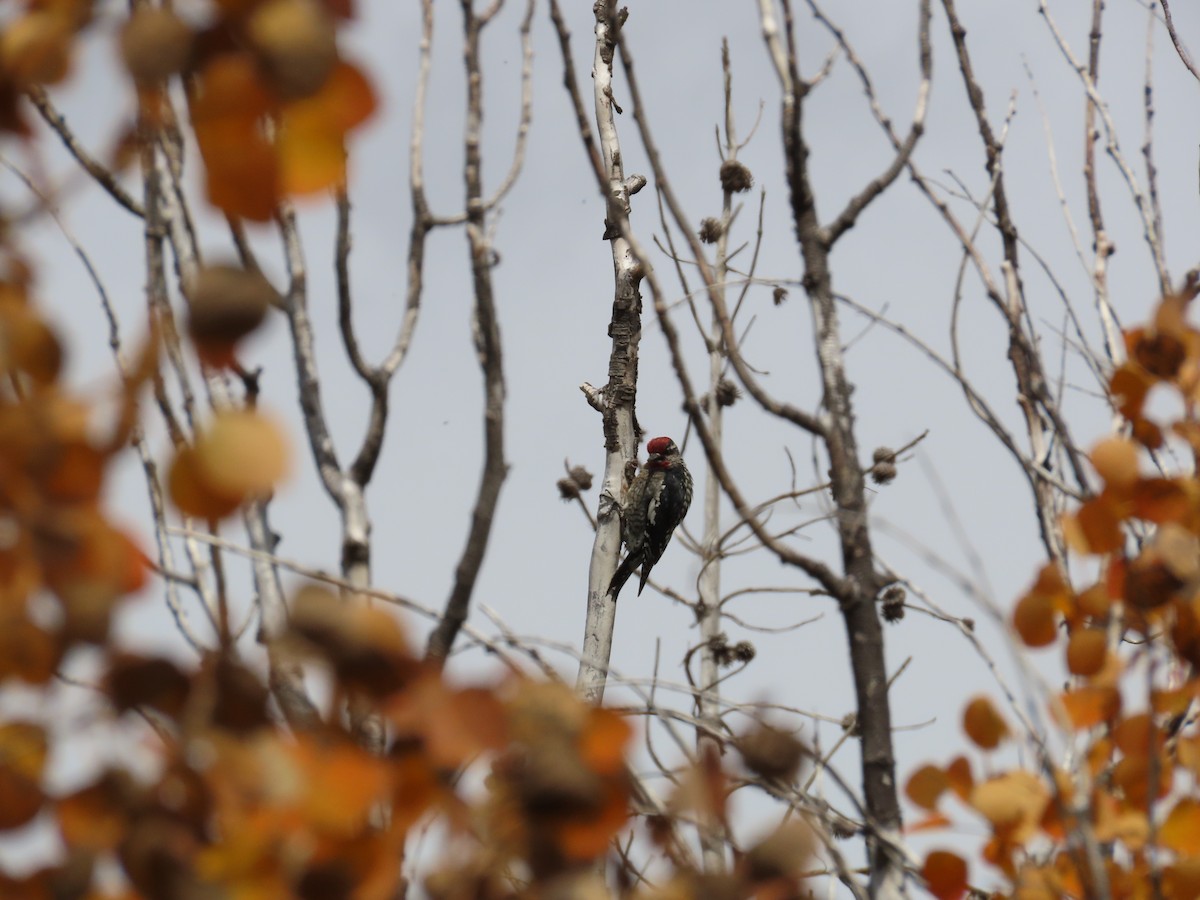 Red-naped Sapsucker - ML643011445