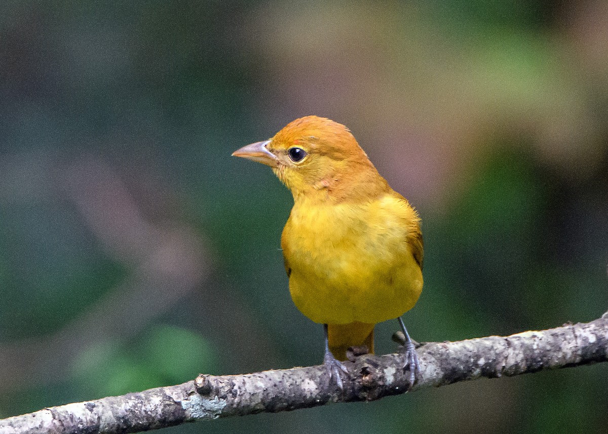 Summer Tanager - ML643011446