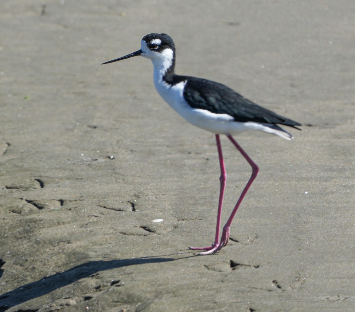 Black-necked Stilt - ML643011447