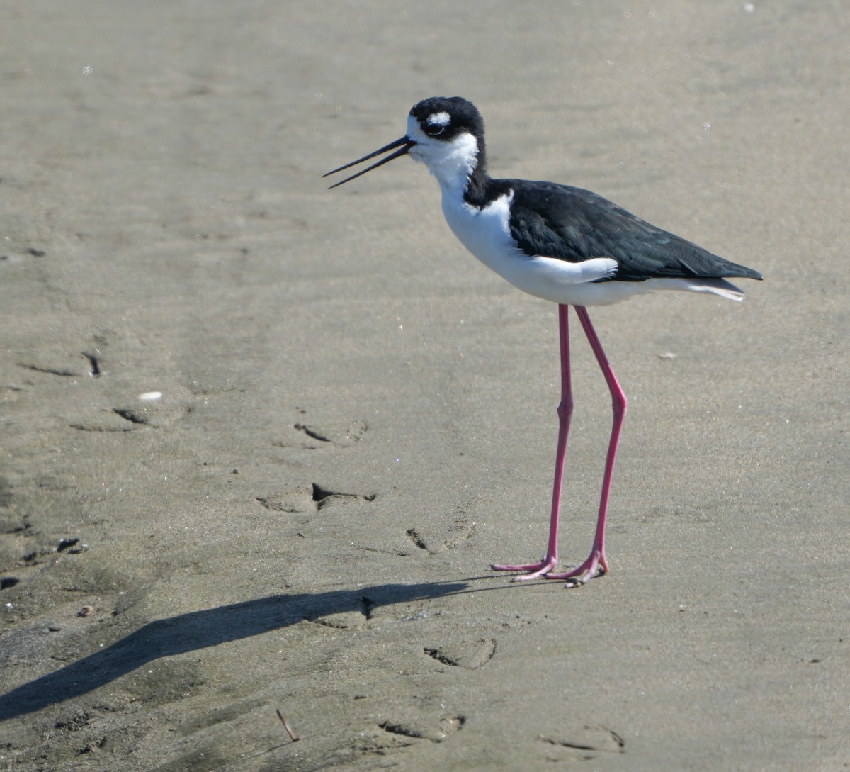 Black-necked Stilt - ML643011448