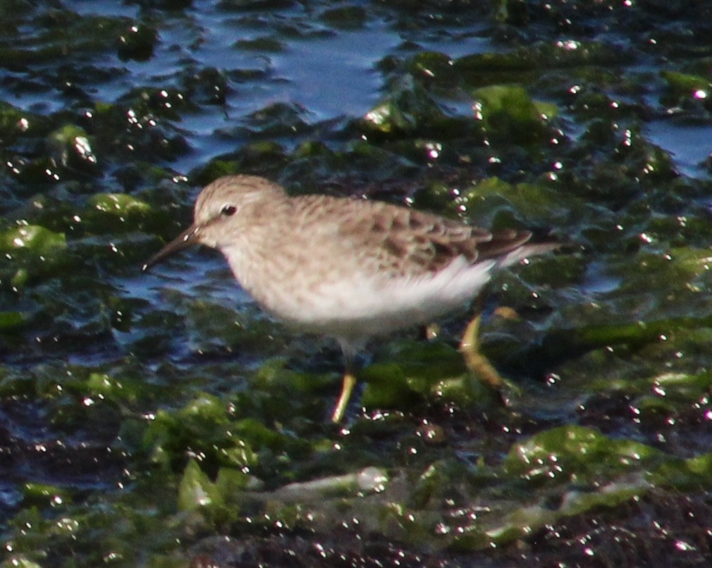 Least Sandpiper - ML643011455