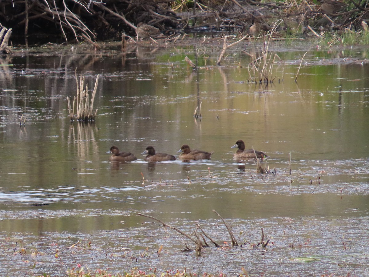 Lesser Scaup - ML643011459