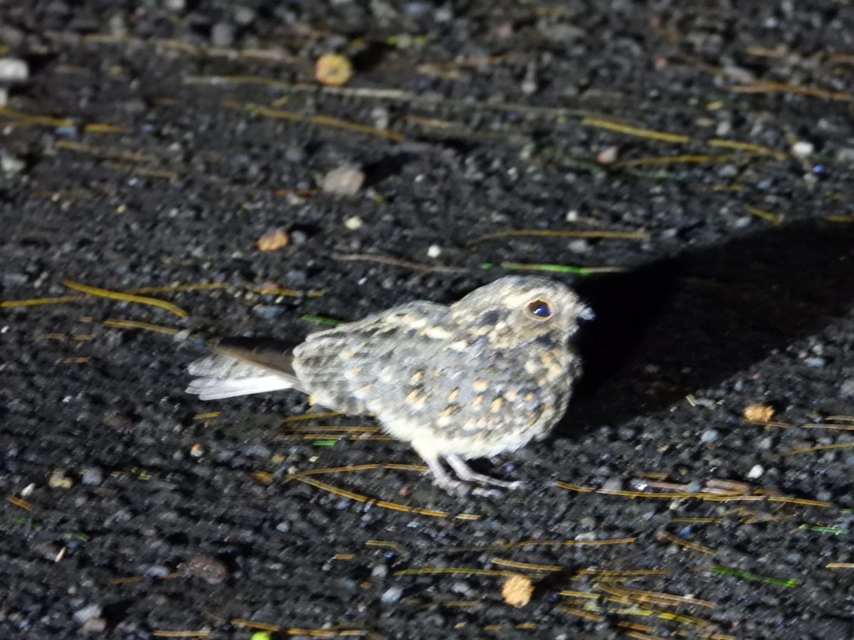 Savanna Nightjar - ML643011460