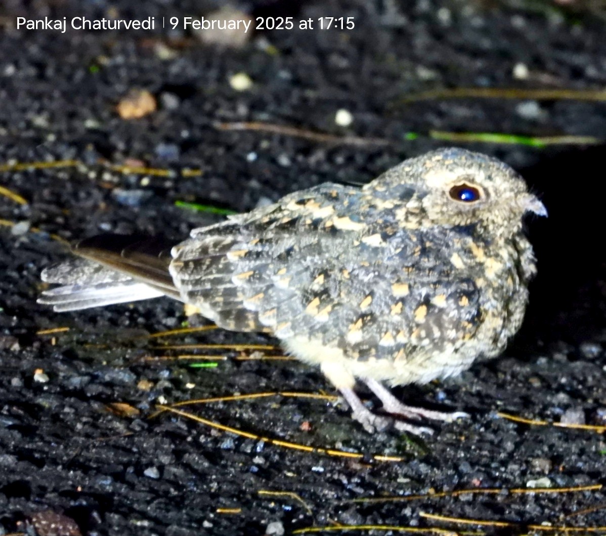 Savanna Nightjar - ML643011461