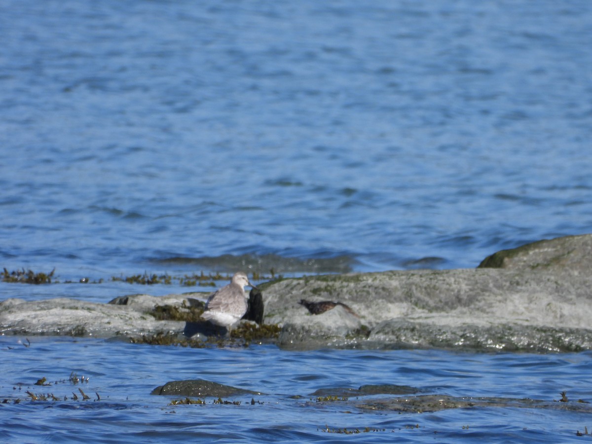 Red Knot - ML643011462