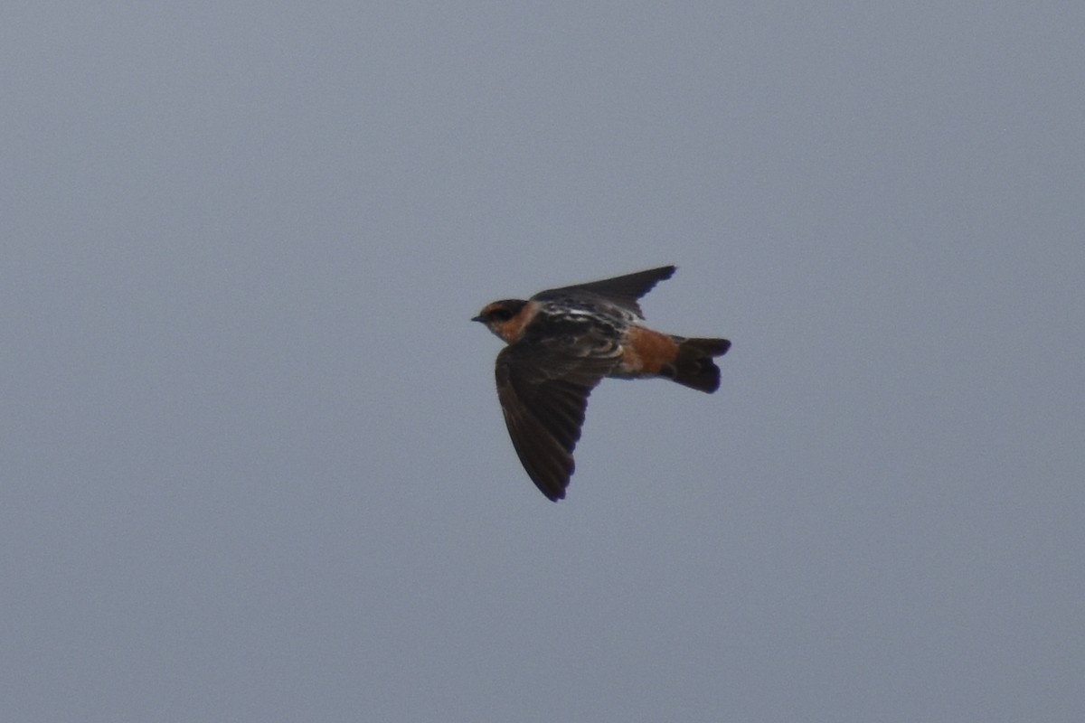 Cave Swallow - ML643011464