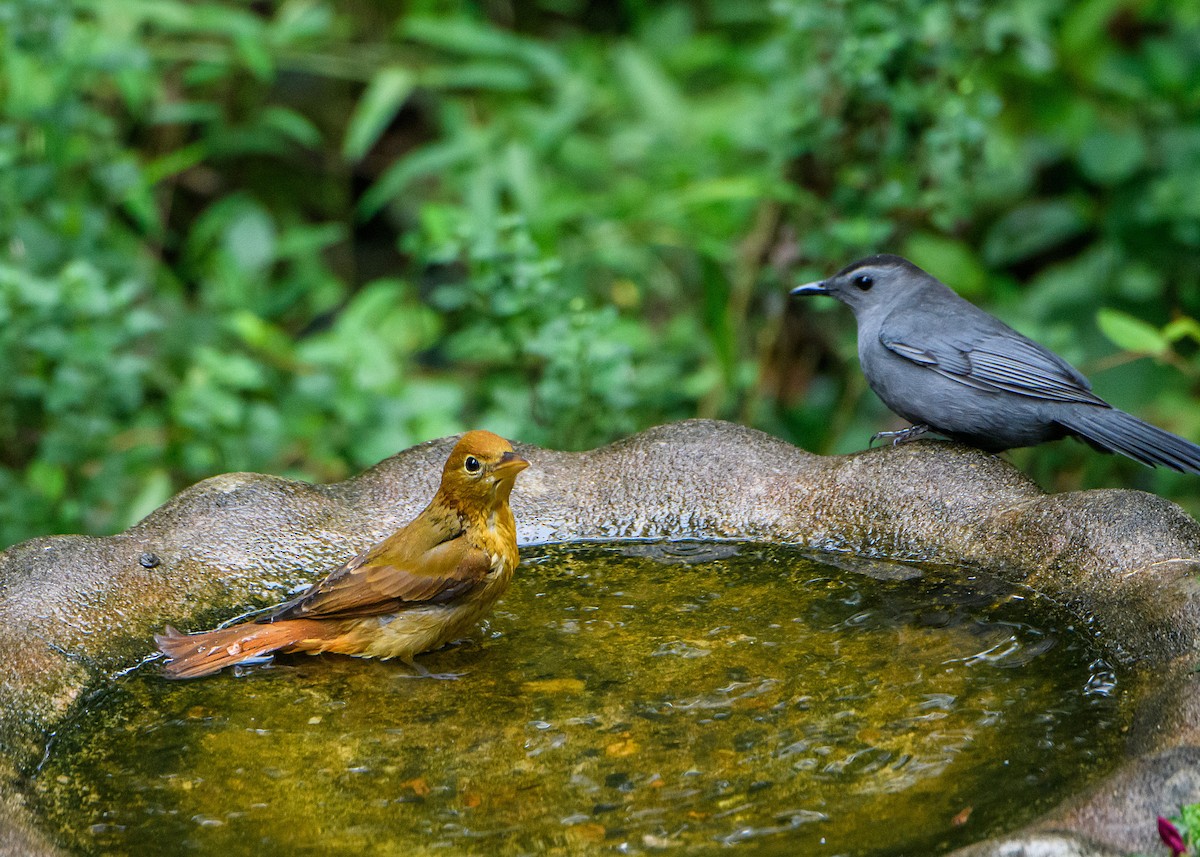 Summer Tanager - ML643011465