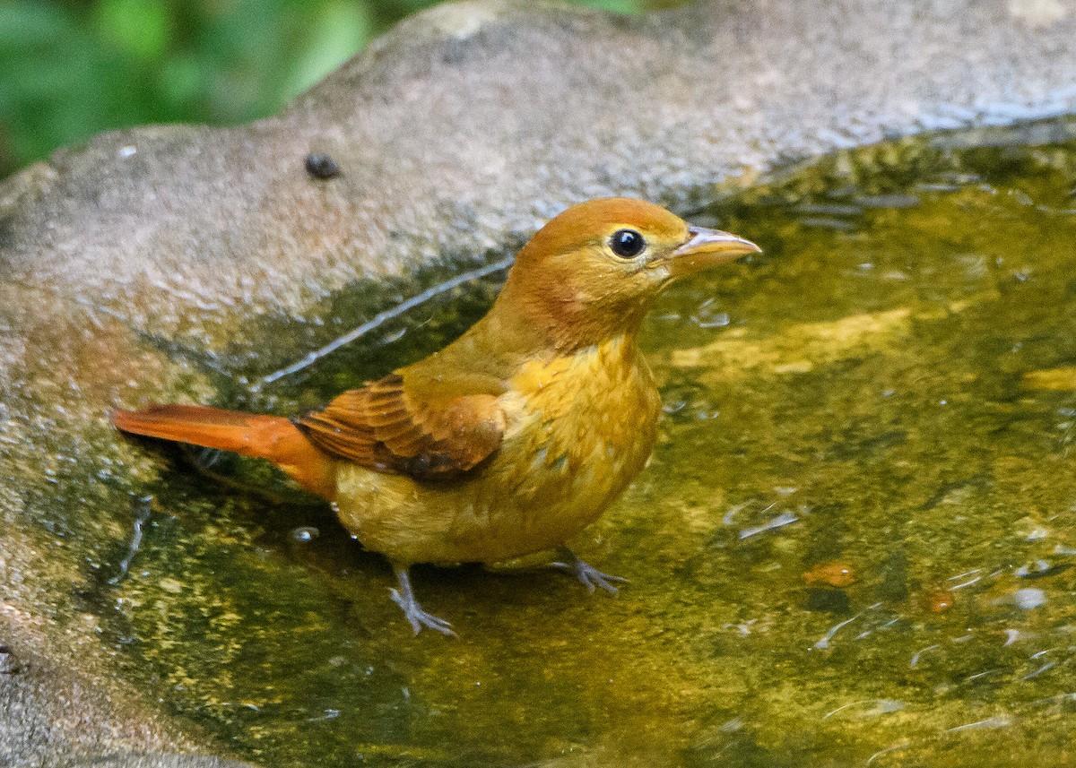 Summer Tanager - ML643011466