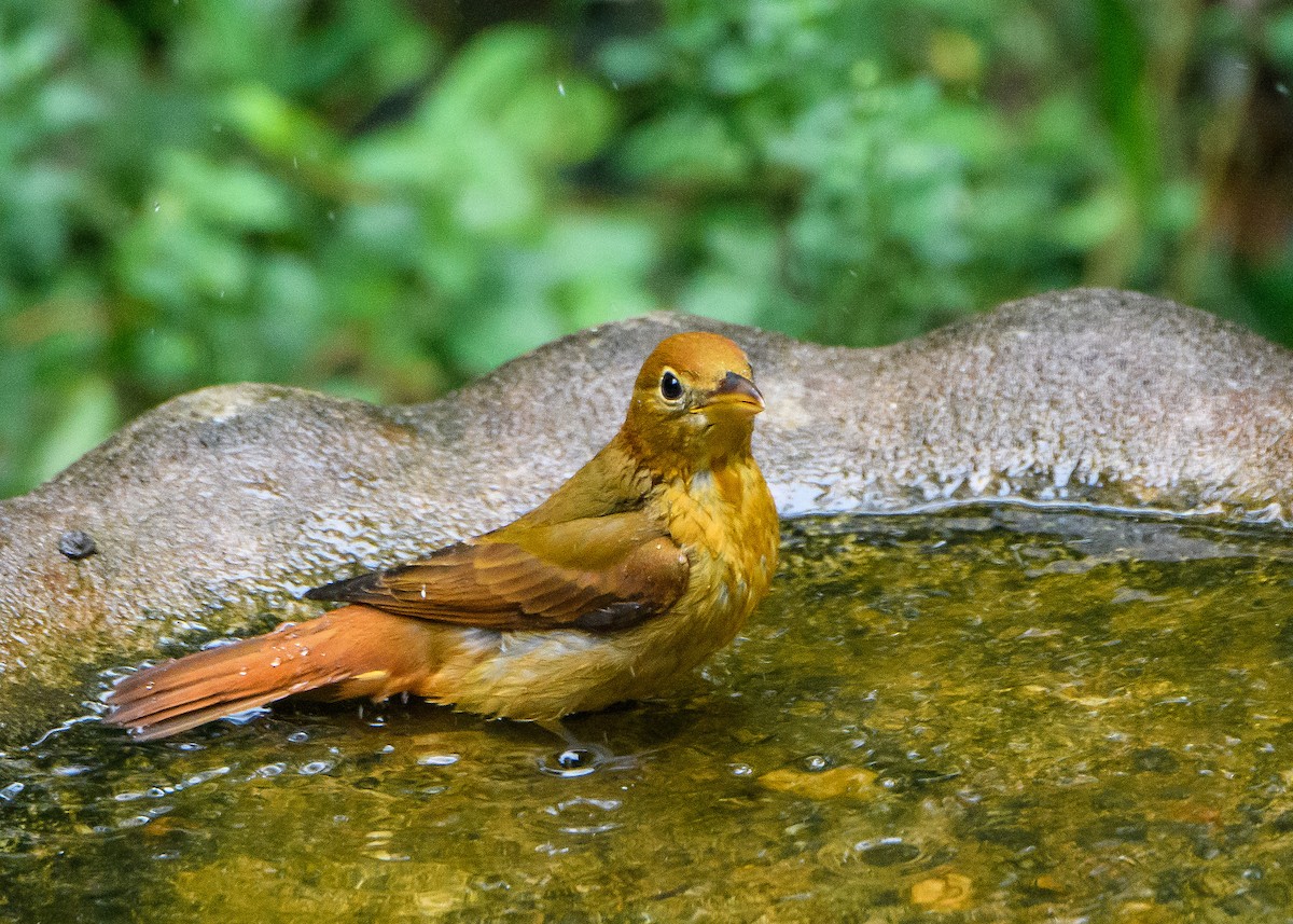 Summer Tanager - ML643011467