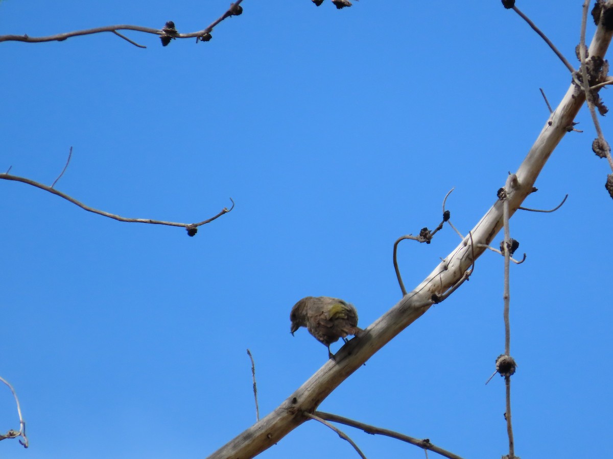 Red Crossbill - ML643011468