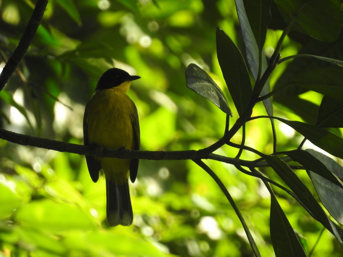 Black-capped Bulbul - ML643011472