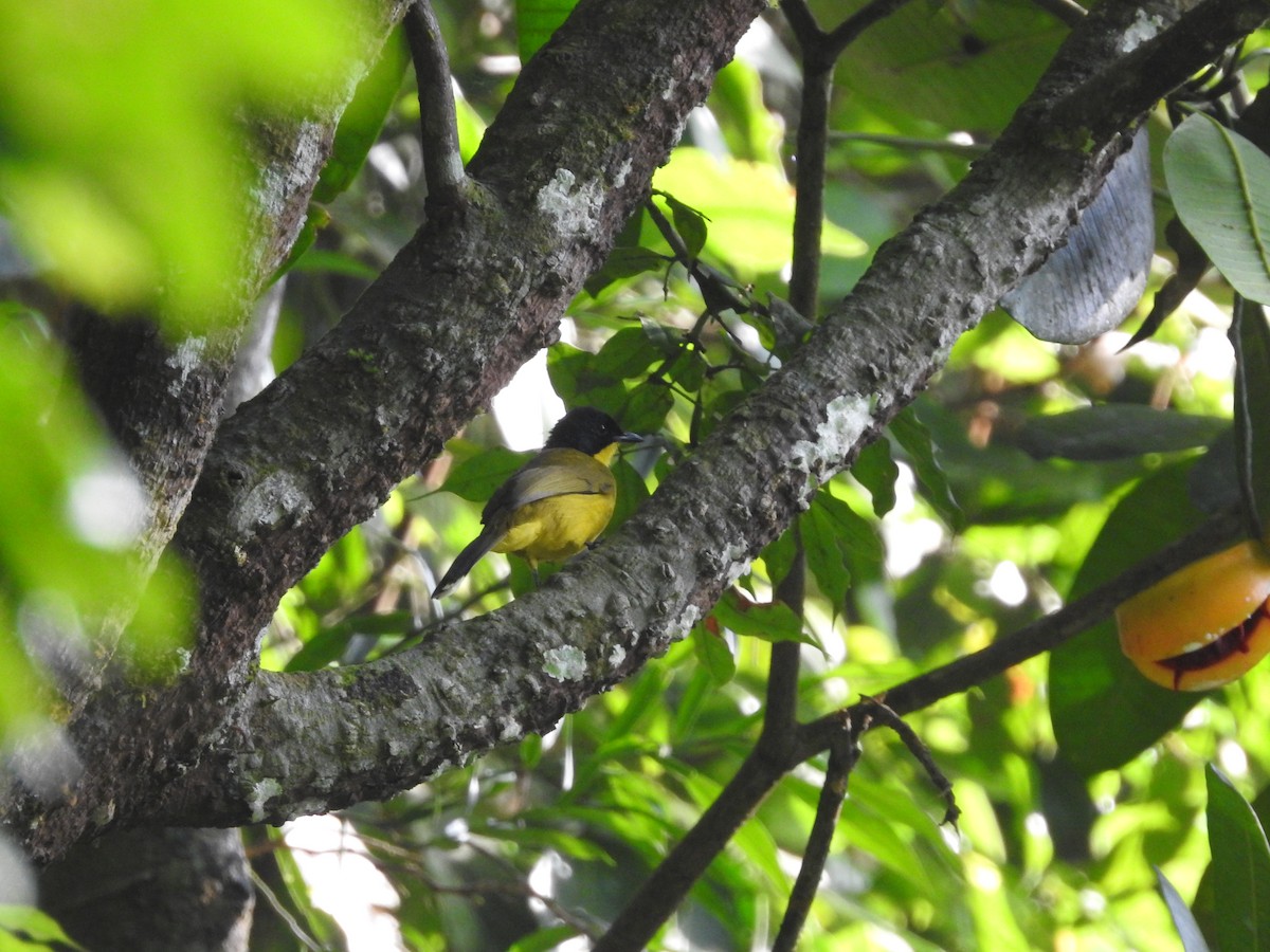 Black-capped Bulbul - ML643011473