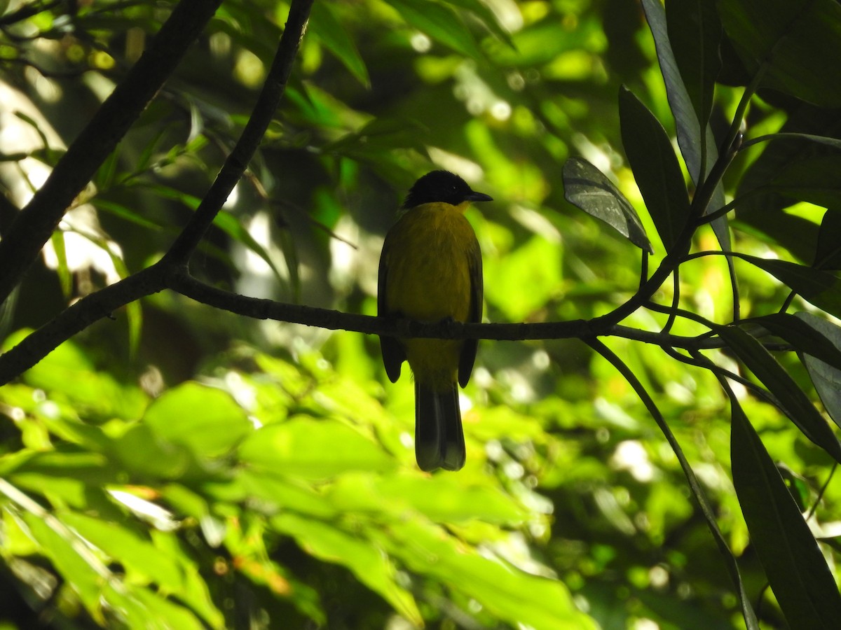 Black-capped Bulbul - ML643011474
