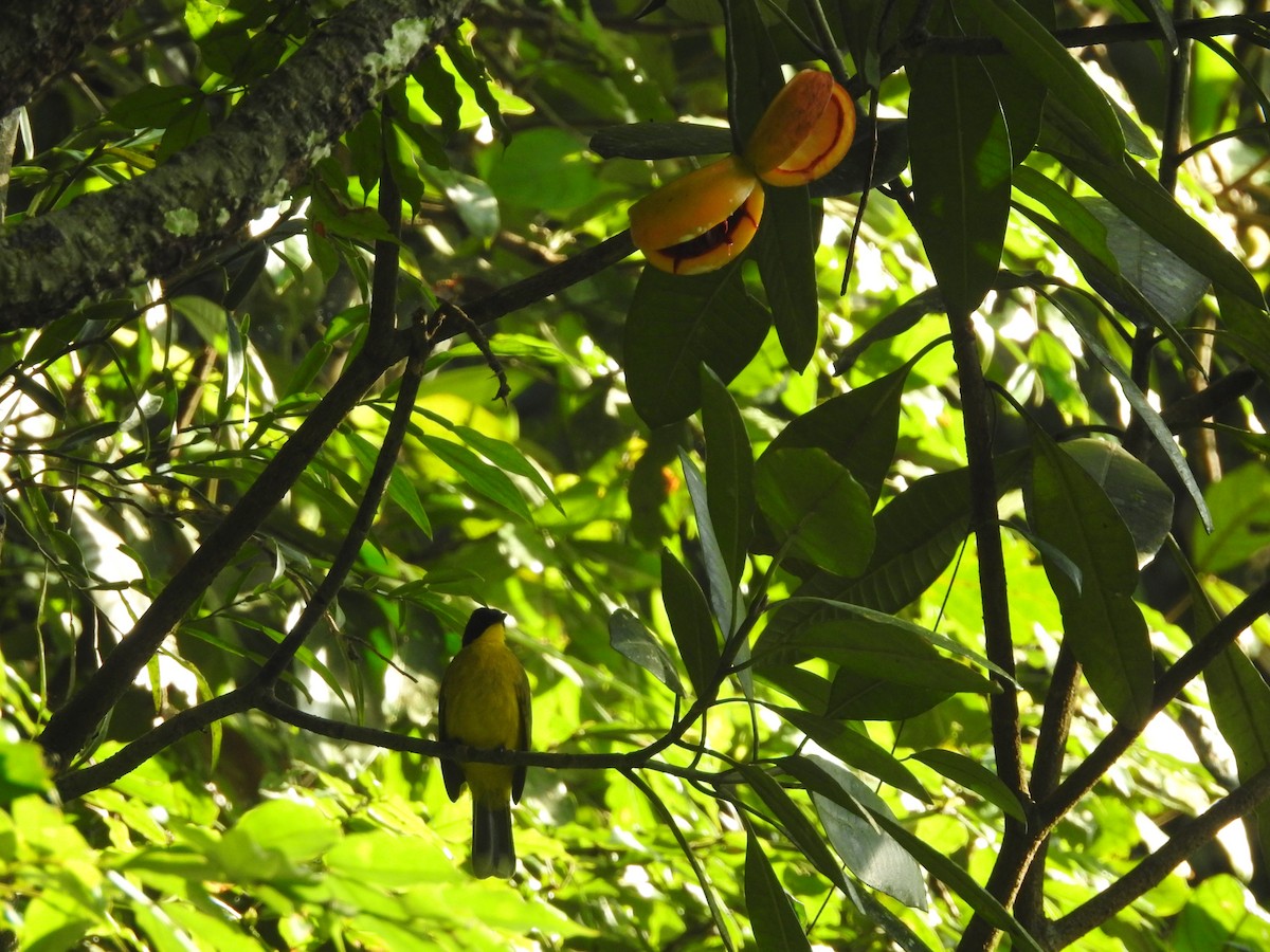 Black-capped Bulbul - ML643011475