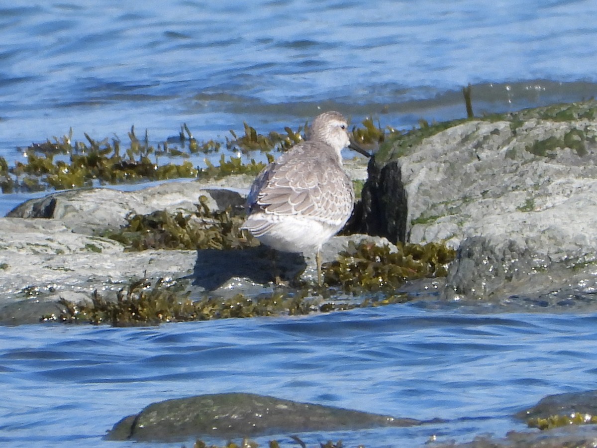 Red Knot - ML643011477