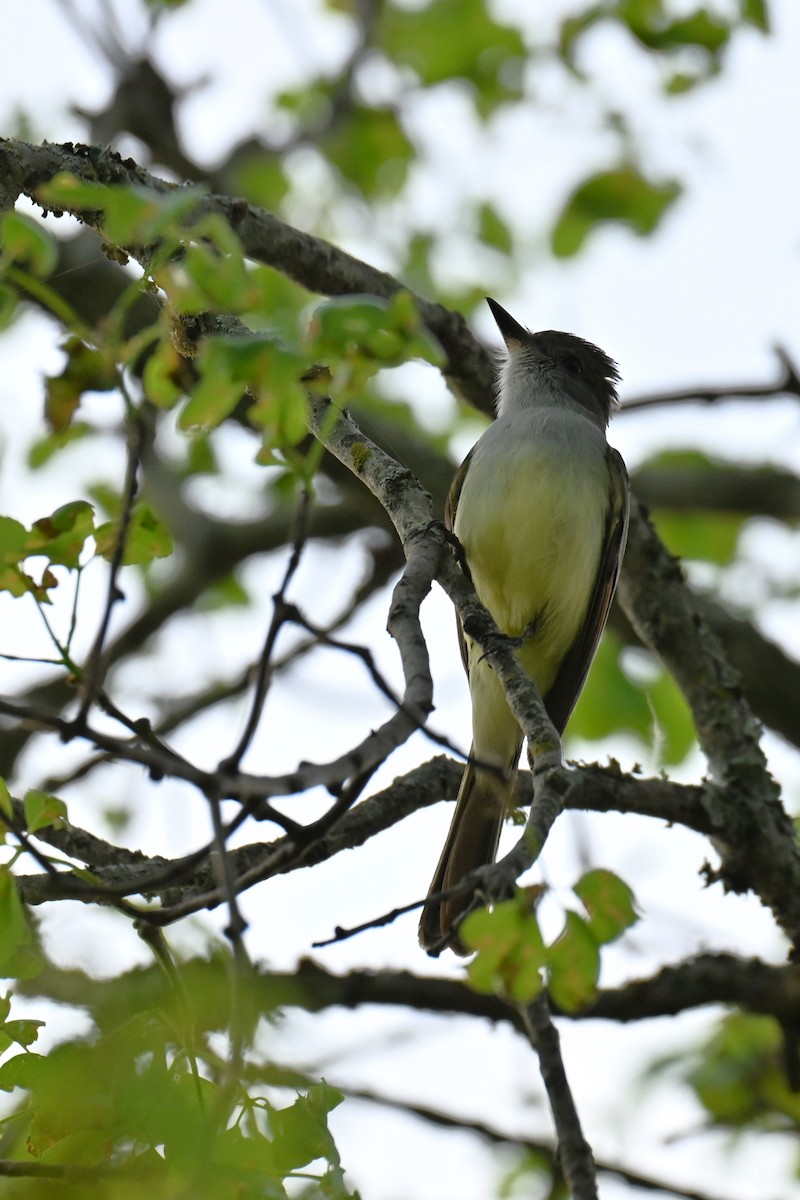 Brown-crested Flycatcher - ML643011480