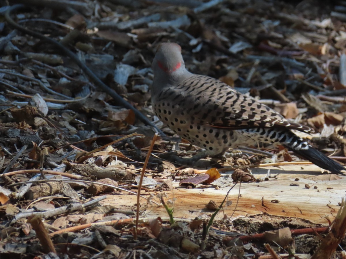 Northern Flicker (Yellow-shafted x Red-shafted) - ML643011494