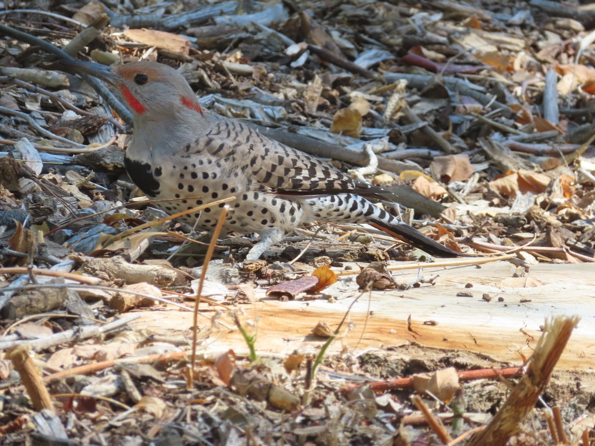 Northern Flicker (Yellow-shafted x Red-shafted) - ML643011495