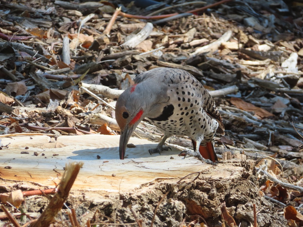 Northern Flicker (Yellow-shafted x Red-shafted) - ML643011496