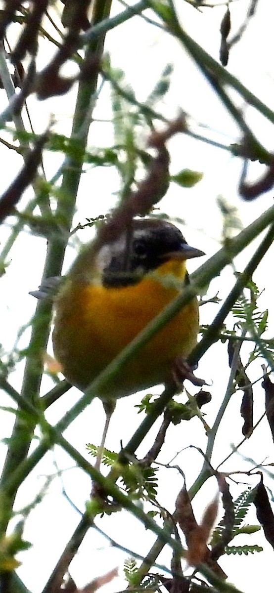Paruline masquée - ML643011501