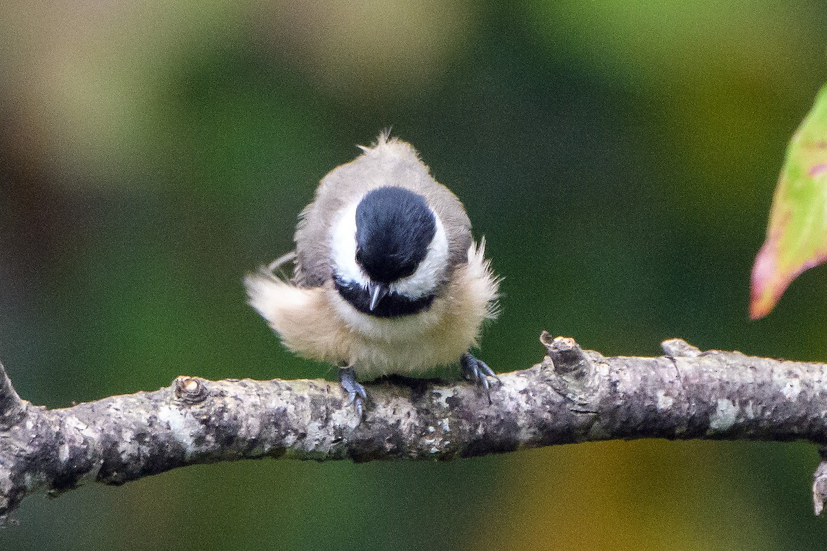 Mésange de Caroline - ML643011510