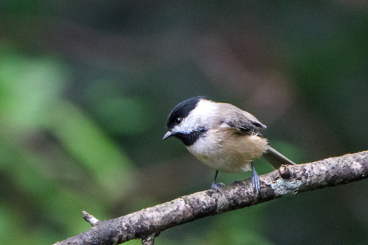 Mésange de Caroline - ML643011511