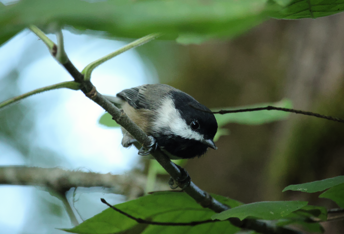 Mésange à tête noire - ML643011521