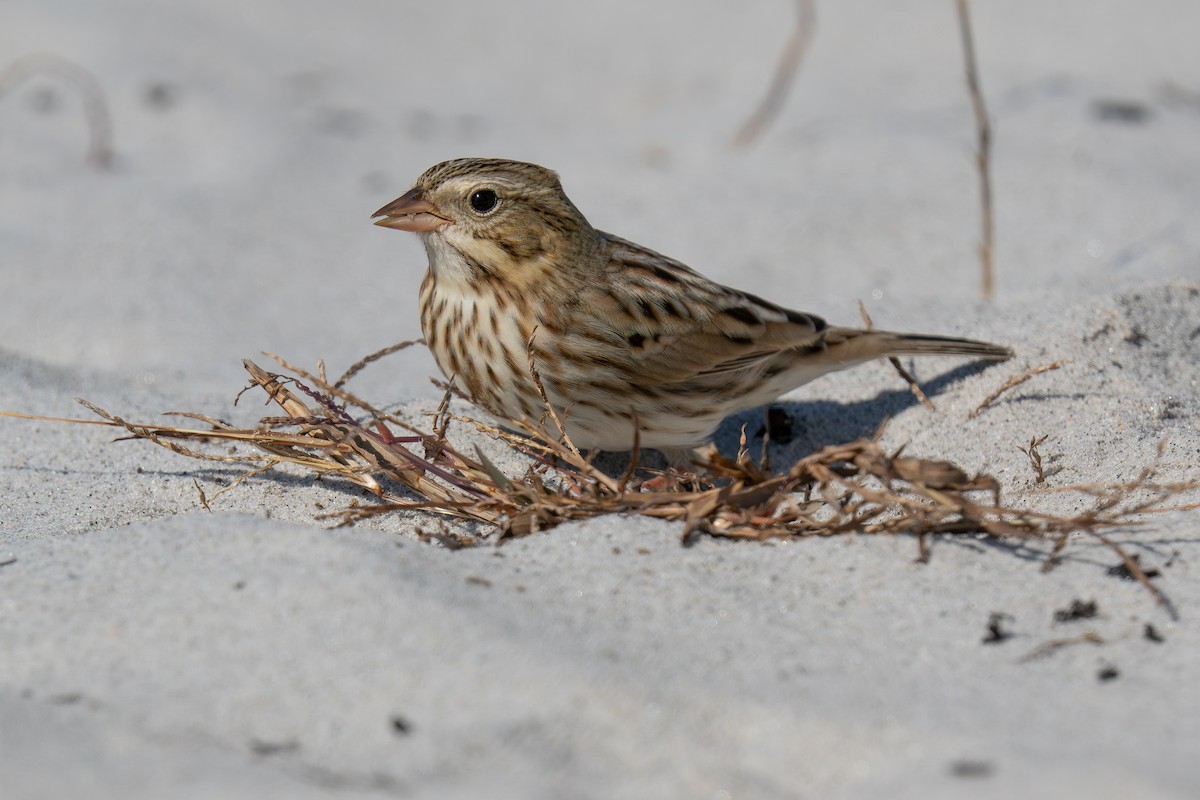Savannah Sparrow (Ipswich) - ML643011528