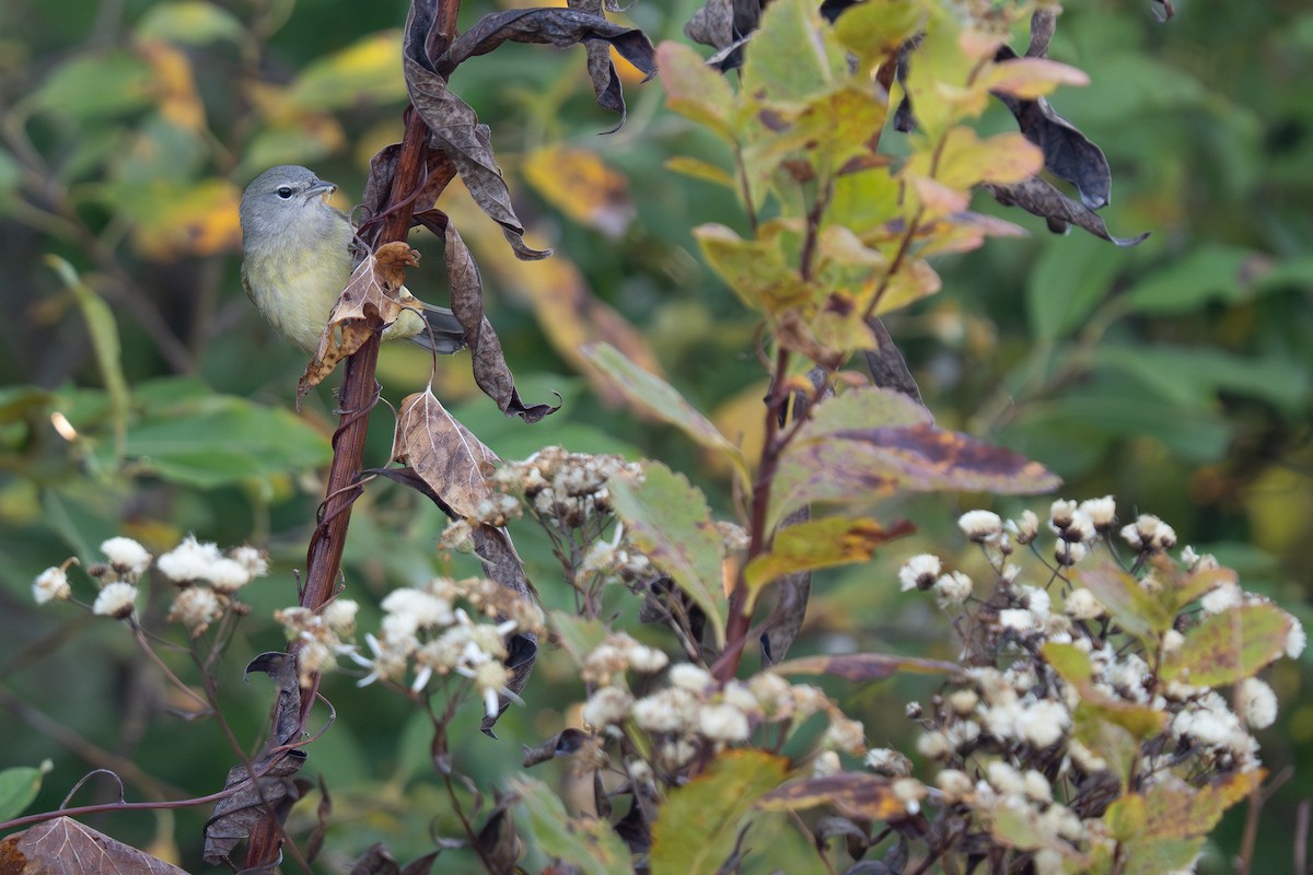 Orange-crowned Warbler - ML643011536