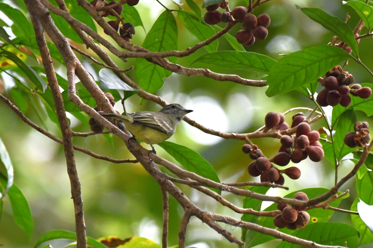 Forest Elaenia - ML643011541