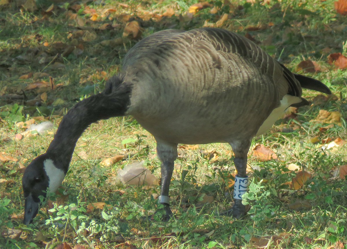 Canada Goose - ML643011548