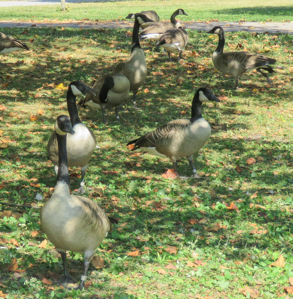 Canada Goose - ML643011554