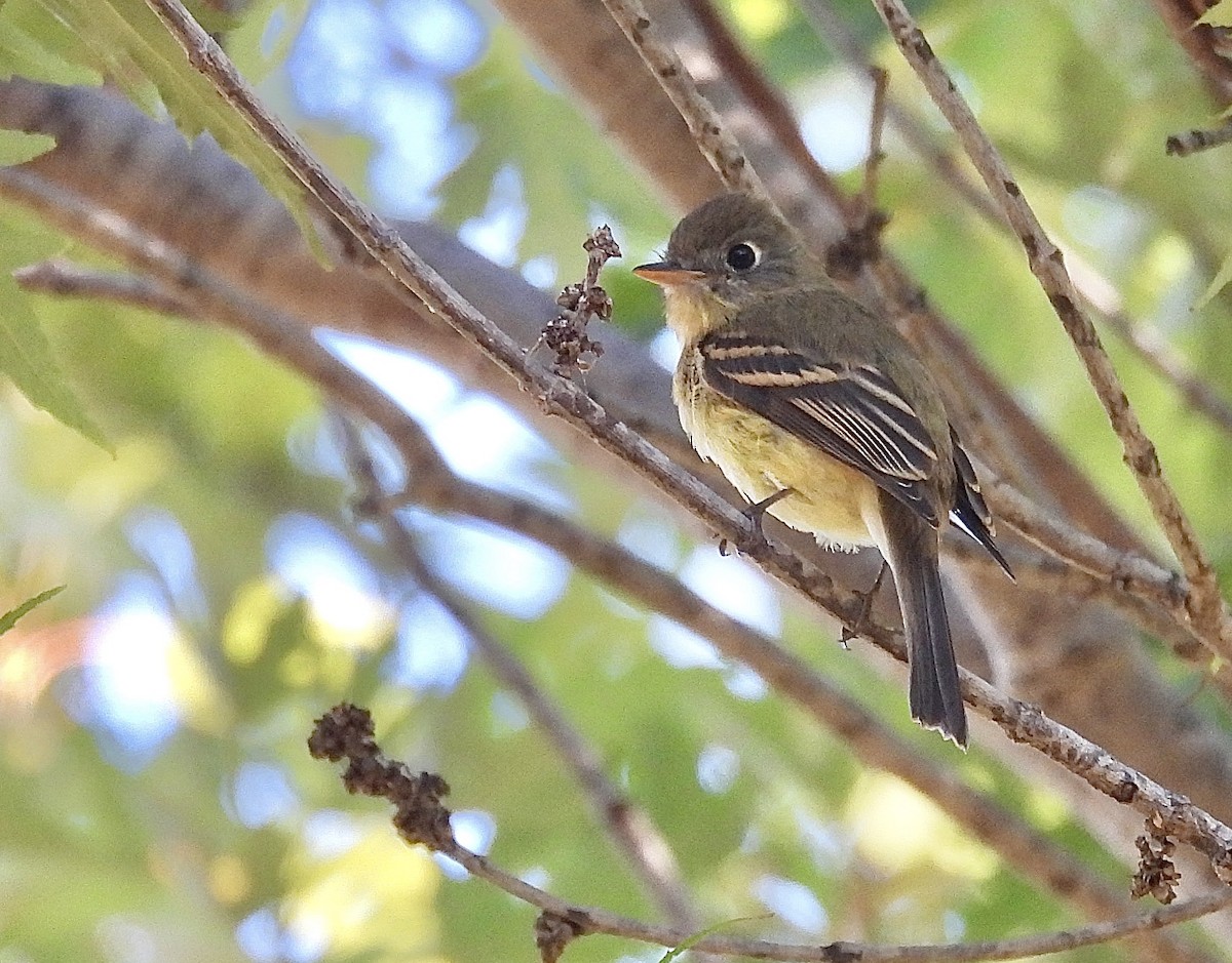 Western Flycatcher (Pacific-slope) - ML643011556