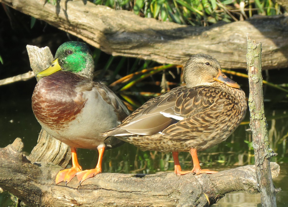 Mallard - ML643011560