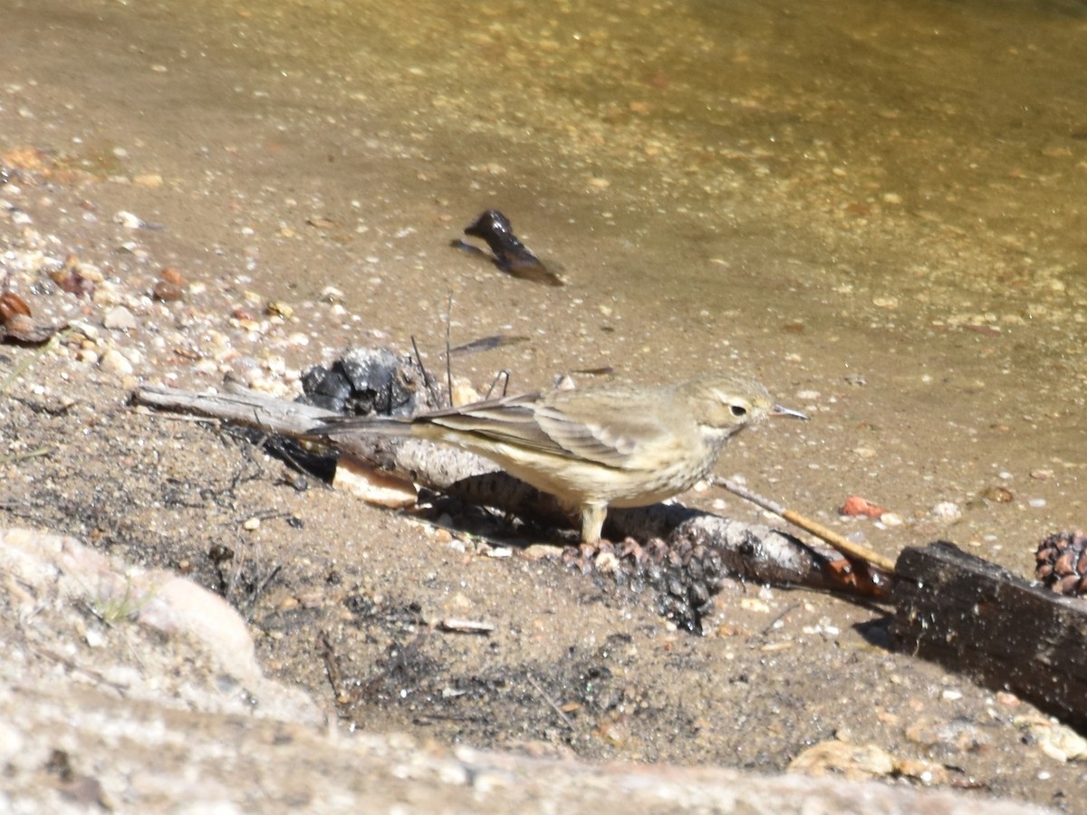 American Pipit - Andrew Bendall