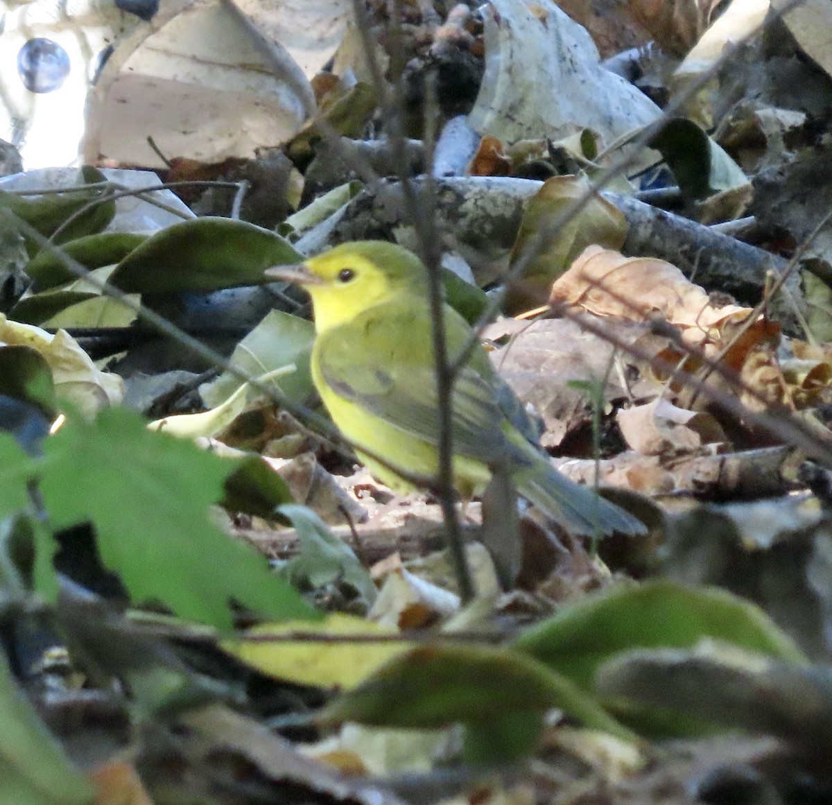 Hooded Warbler - ML643011570