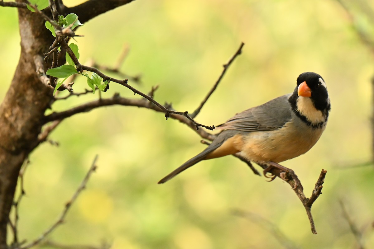 Golden-billed Saltator - ML643011587