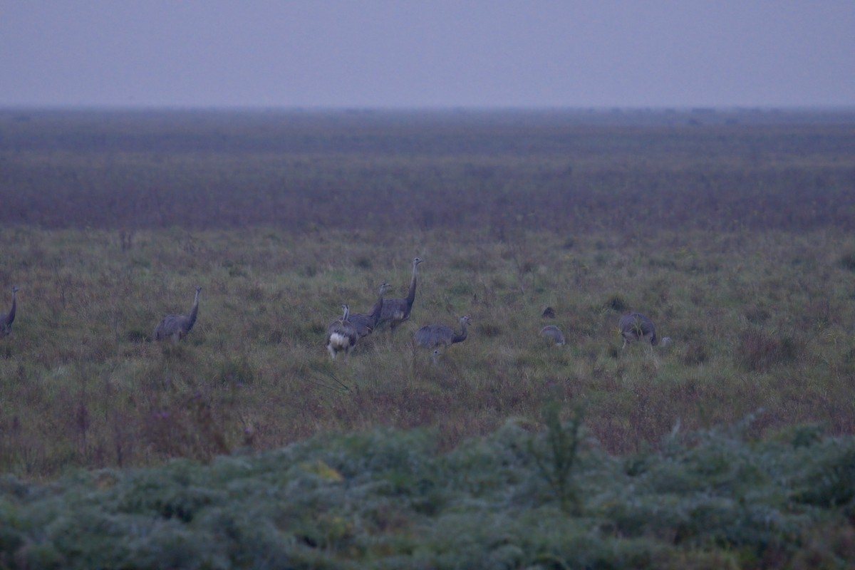 Нанду - ML643011633