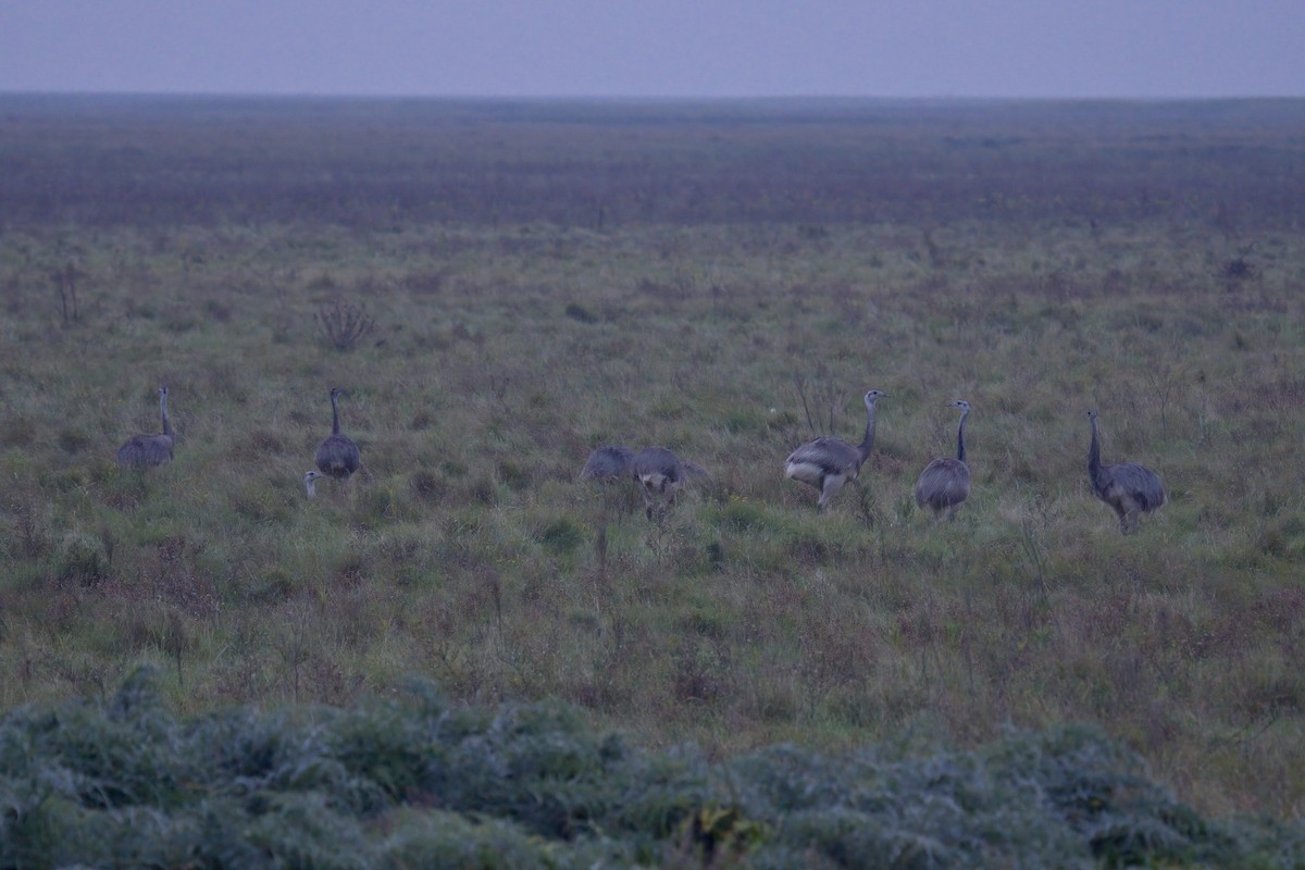 Нанду - ML643011635