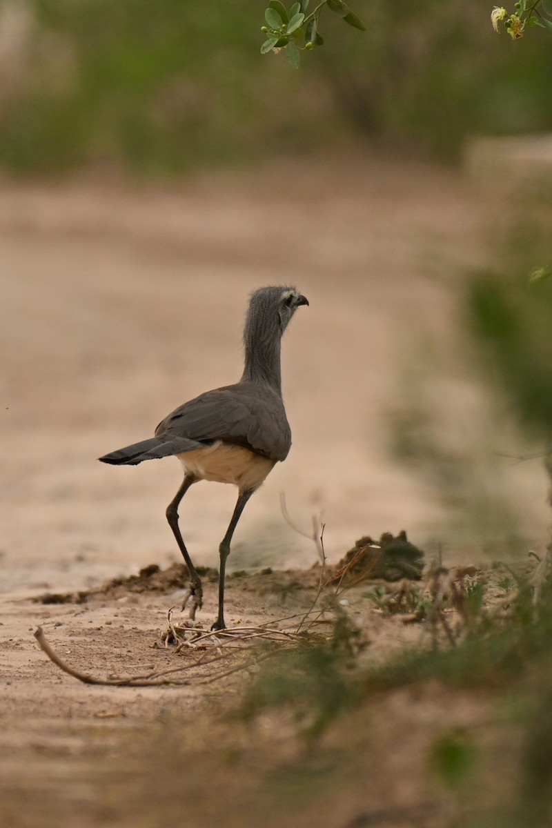 Cariama de Burmeister - ML643011642