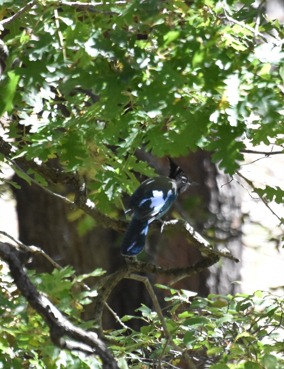 Steller's Jay - ML643011647