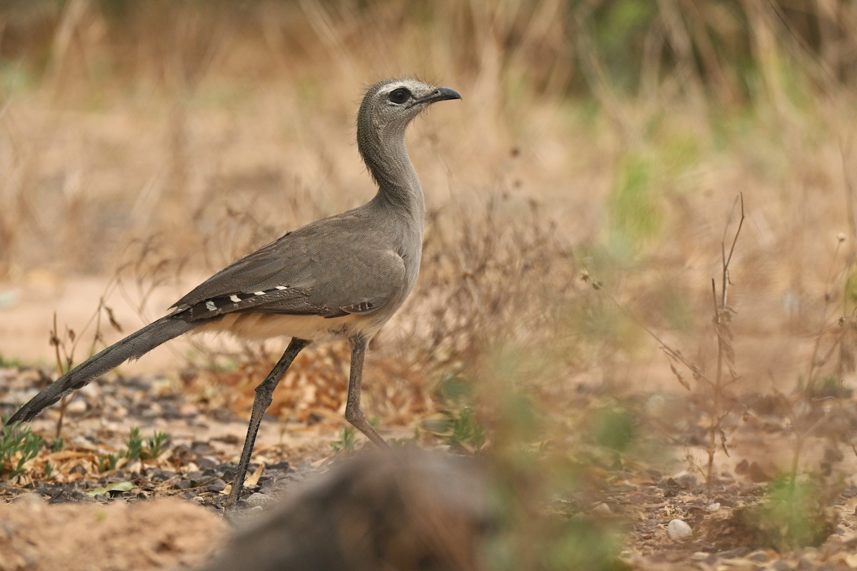 Cariama de Burmeister - ML643011648