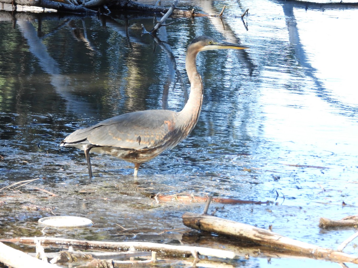 Great Blue Heron - ML643011665