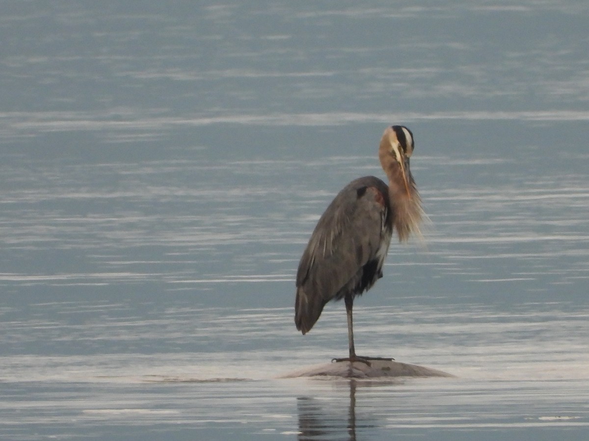 Great Blue Heron - ML643011668