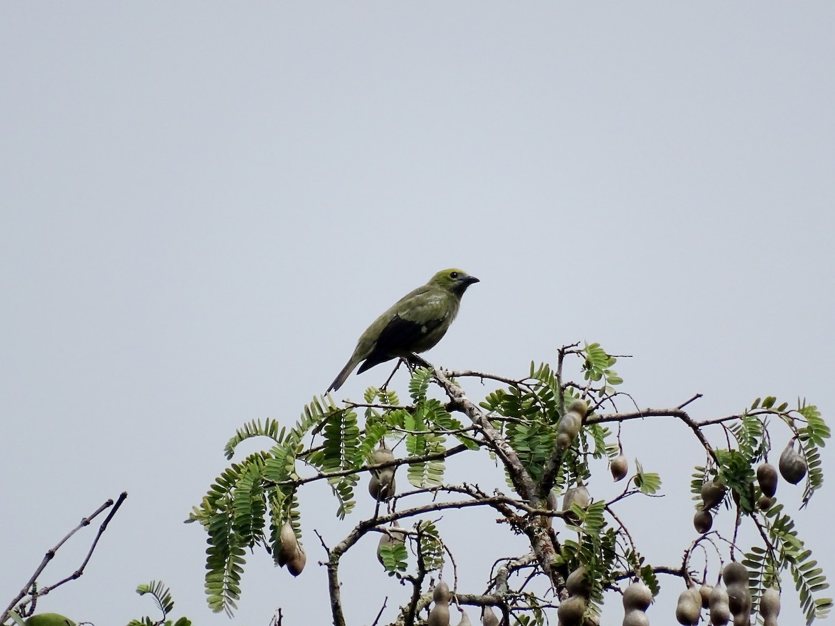 Palm Tanager - ML643011672