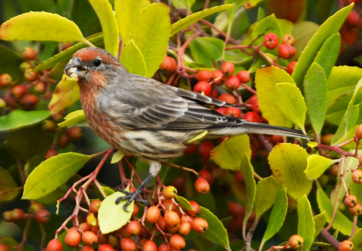 House Finch - ML643011676