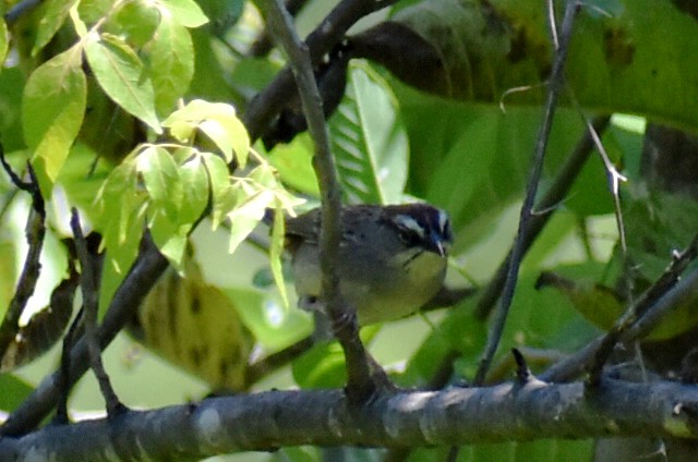 Oaxaca Sparrow - ML643011680