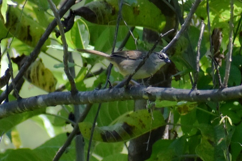 Oaxaca Sparrow - ML643011681