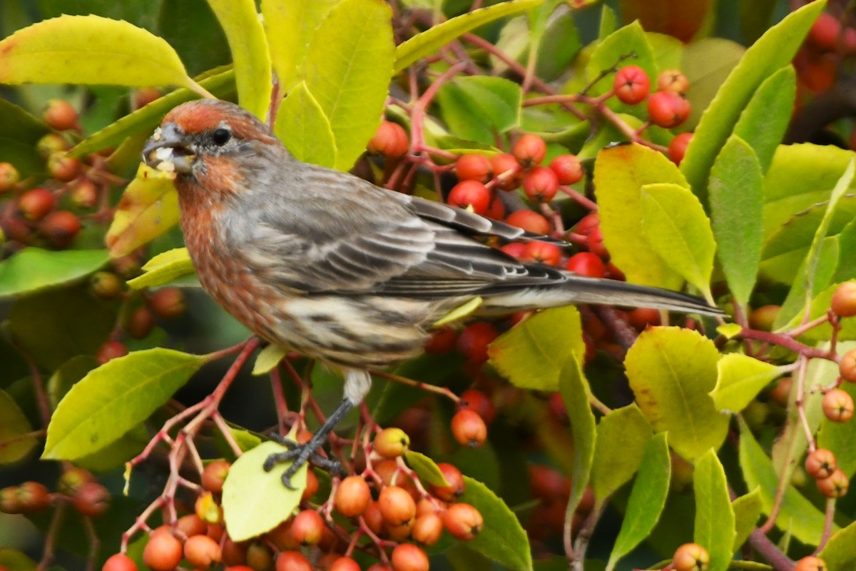 House Finch - ML643011682